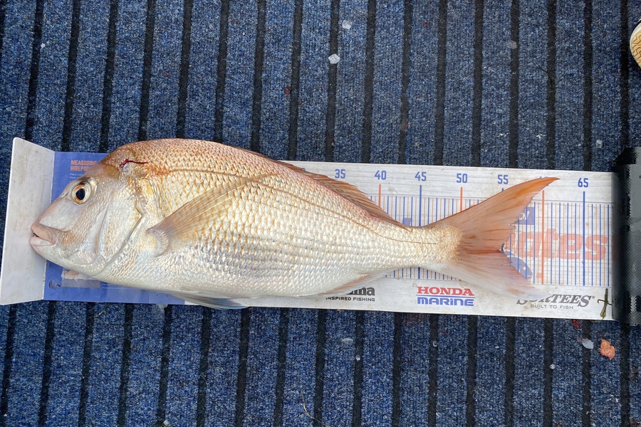 Philip Clark caught this 54.5cm Snapper at Manukau Harbour  during The Hirepool Baitmates Fishing Comp