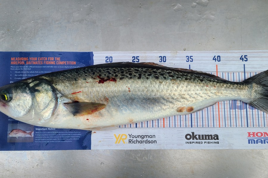 Jordan Boyd caught this 49.5cm Kahawai at Kapiti  during The Hirepool Baitmates Fishing Comp