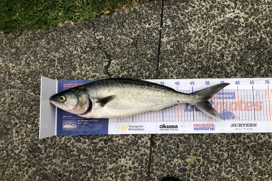 Mitchell Burkett caught this 49.5cm Kahawai at Hauraki gulf  during The Hirepool Baitmates Fishing Comp