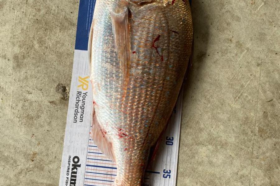 Chris Nicholson caught this 43.0cm Snapper at Te Kaha  during The Hirepool Baitmates Fishing Comp