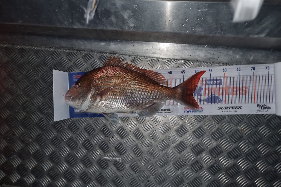 Matthew Grantham caught this 48.0cm Snapper at Kapiti during The Hirepool Baitmates Fishing Comp