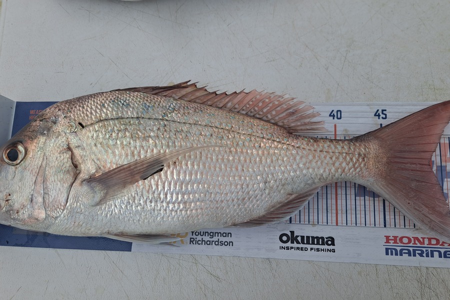 Deni Vanin caught this 50.0cm Snapper at Bream Bay during The Hirepool Baitmates Fishing Comp