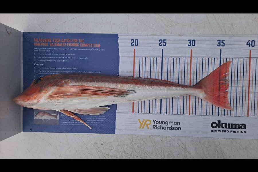 Deni Vanin caught this 36.0cm Gurnard at Bream Bay during The Hirepool Baitmates Fishing Comp