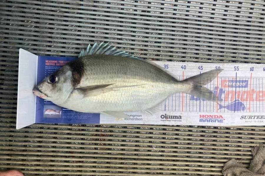 Peter Arcus caught this 45.5cm Tarakihi at Akaroa Heads during The Hirepool Baitmates Fishing Comp