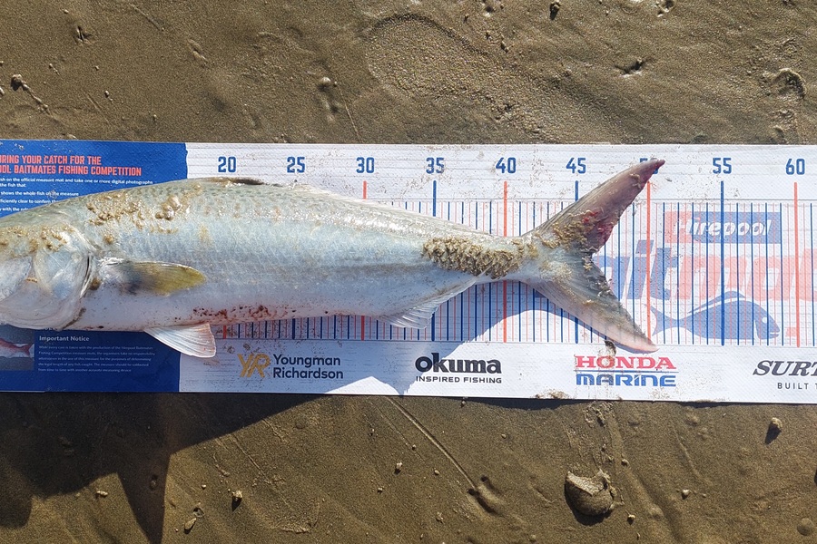Mark King caught this 46.0cm Kahawai at Ninty Mile beach during The Hirepool Baitmates Fishing Comp