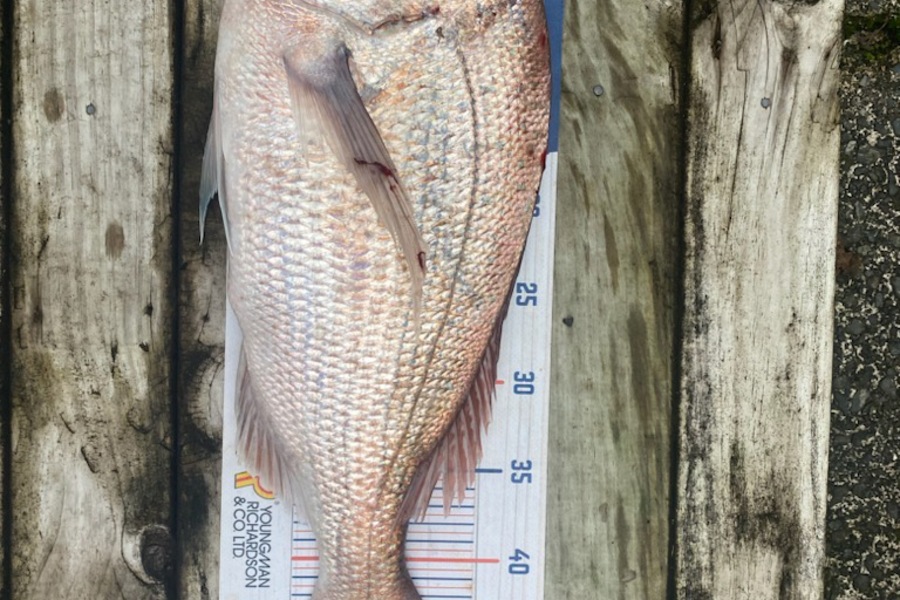 Greg Mcloughlin caught this 48.0cm Snapper at Mangawhai during The Hirepool Baitmates Fishing Comp