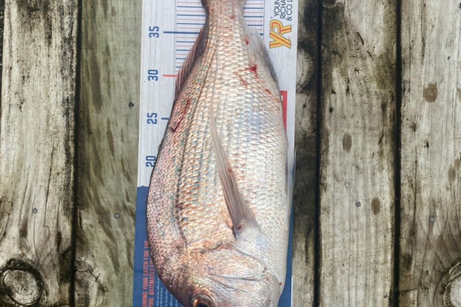Erin Mcloughlin caught this 45.0cm Snapper at Mangawhai during The Hirepool Baitmates Fishing Comp