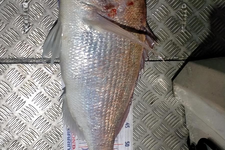 Shannon Birchfield caught this 62.0cm Snapper at D'urville island during The Hirepool Baitmates Fishing Comp