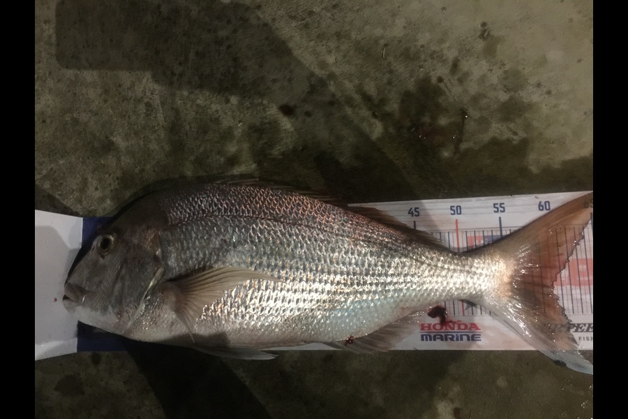 Shane Van de ven lowe caught this 60.0cm Snapper at Waihi beach during The Hirepool Baitmates Fishing Comp