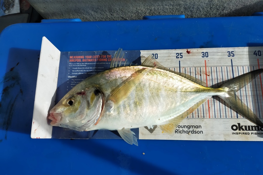 Len Clarke caught this 35.0cm Trevally at Bay of Islands during The Hirepool Baitmates Fishing Comp
