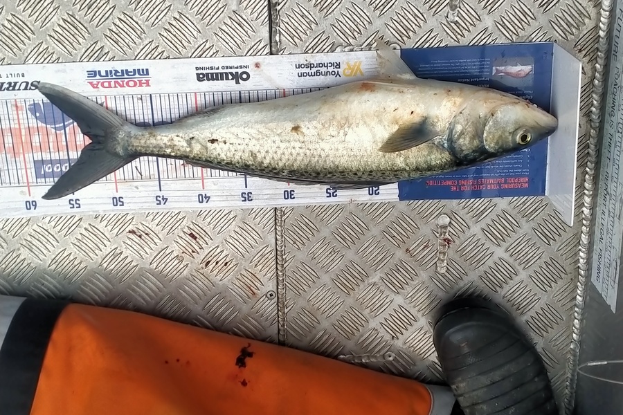 Shannon Birchfield caught this 52.0cm Kahawai at D'urville island during The Hirepool Baitmates Fishing Comp