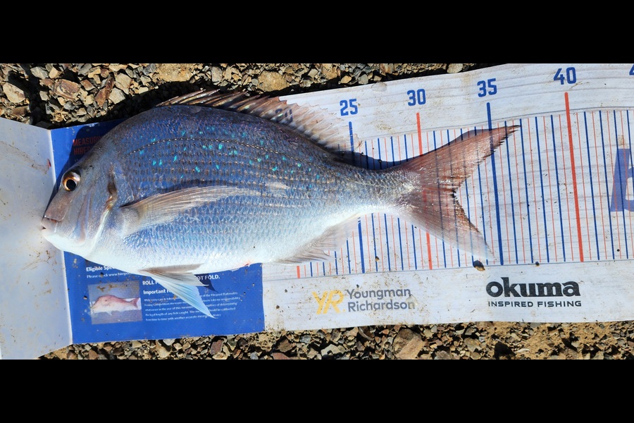 Gerry Espiritu caught this 32.0cm Snapper at Khandallah Wellington during The Hirepool Baitmates Fishing Comp