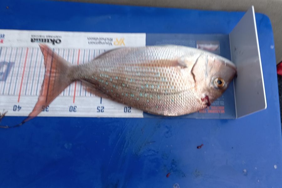 Jenny Bailey caught this 36.0cm Snapper at Kawhia  during The Hirepool Baitmates Fishing Comp