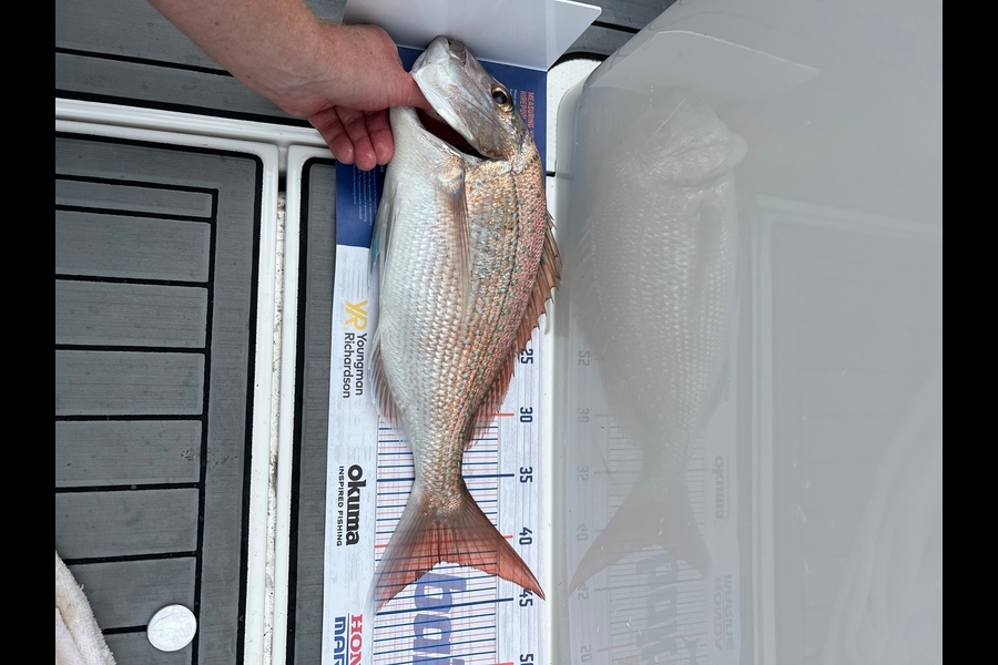 Karen Gray caught this 41.5cm Snapper at Whangarei heads during The Hirepool Baitmates Fishing Comp