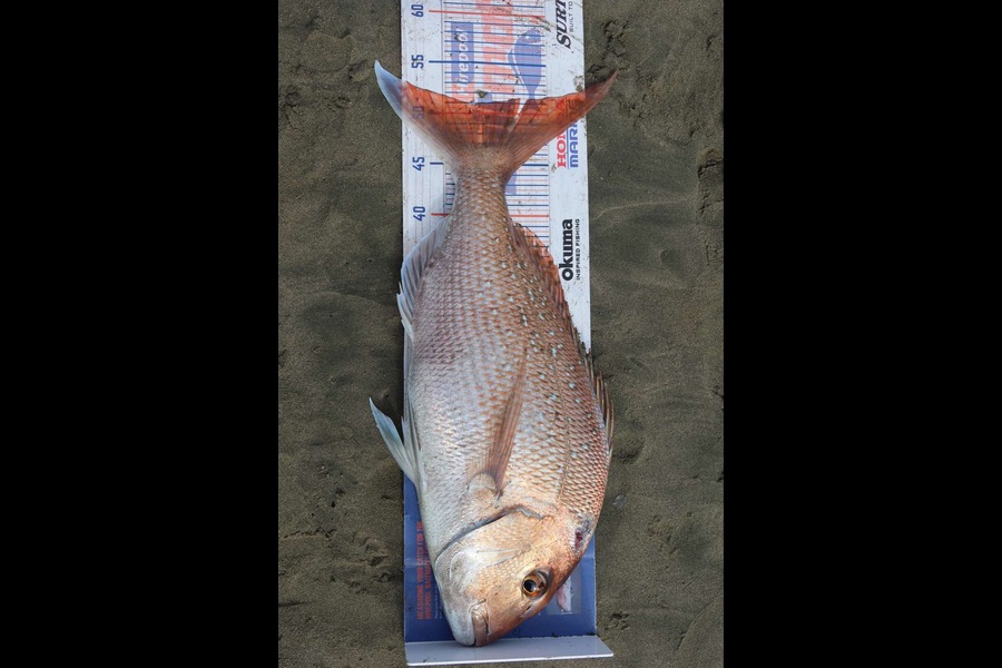 Viv Radich caught this 50.5cm Snapper at Foxton during The Hirepool Baitmates Fishing Comp