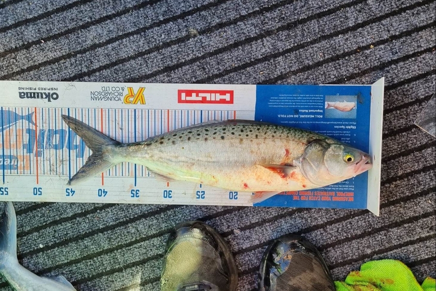 Keith Langham caught this 41.0cm Kahawai at Golden Bay during The Hirepool Baitmates Fishing Comp