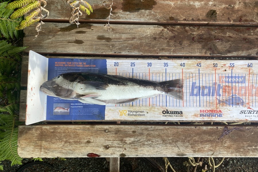 Jake Burridge caught this 39.5cm Blue Cod at Durville island during The Hirepool Baitmates Fishing Comp