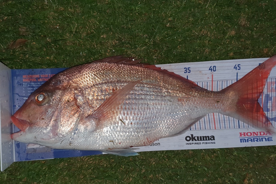 Matt Johns caught this 49.0cm Snapper at Whangaroa during The Hirepool Baitmates Fishing Comp