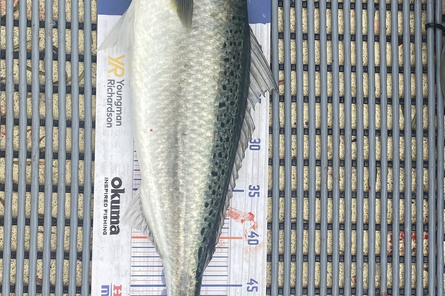 Jake Burridge caught this 52.5cm Kahawai at Durville island  during The Hirepool Baitmates Fishing Comp