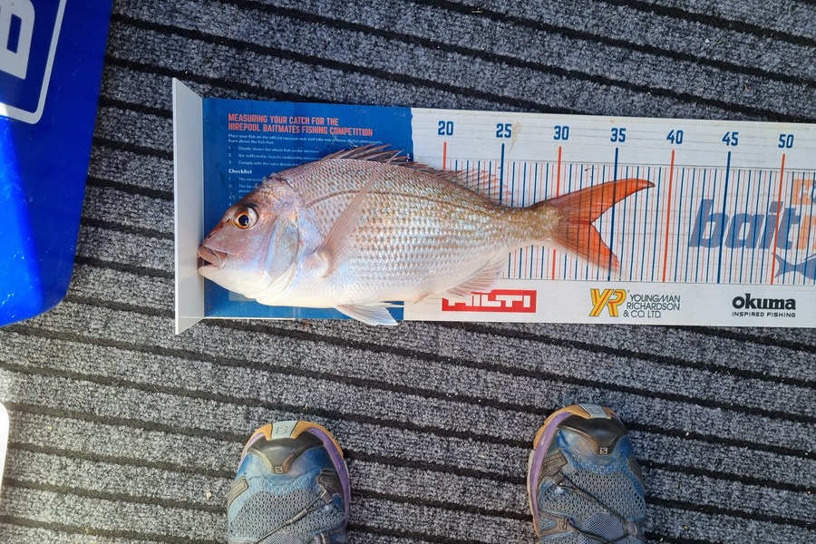 Stacey Gillespie caught this 33.0cm Snapper at Golden Bay during The Hirepool Baitmates Fishing Comp