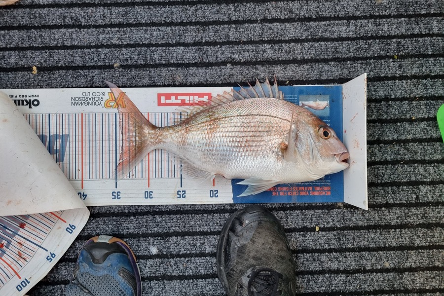 Stacey Gillespie caught this 34.0cm Snapper at Golden Bay during The Hirepool Baitmates Fishing Comp
