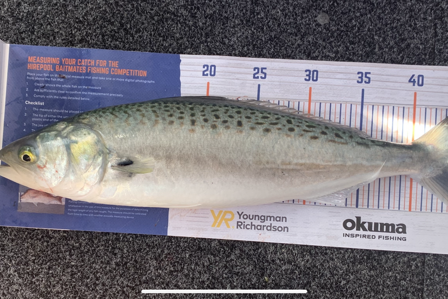 Bevan Sterling caught this 44.0cm Kahawai at Kaipara Harbour during The Hirepool Baitmates Fishing Comp