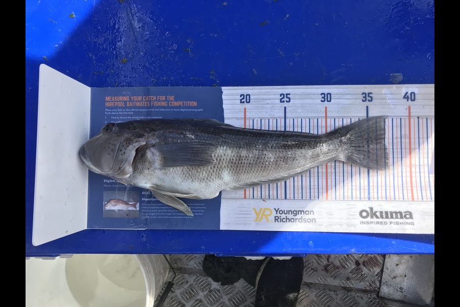 Anthony Murray caught this 37.0cm Blue Cod at Castlepoint  during The Hirepool Baitmates Fishing Comp
