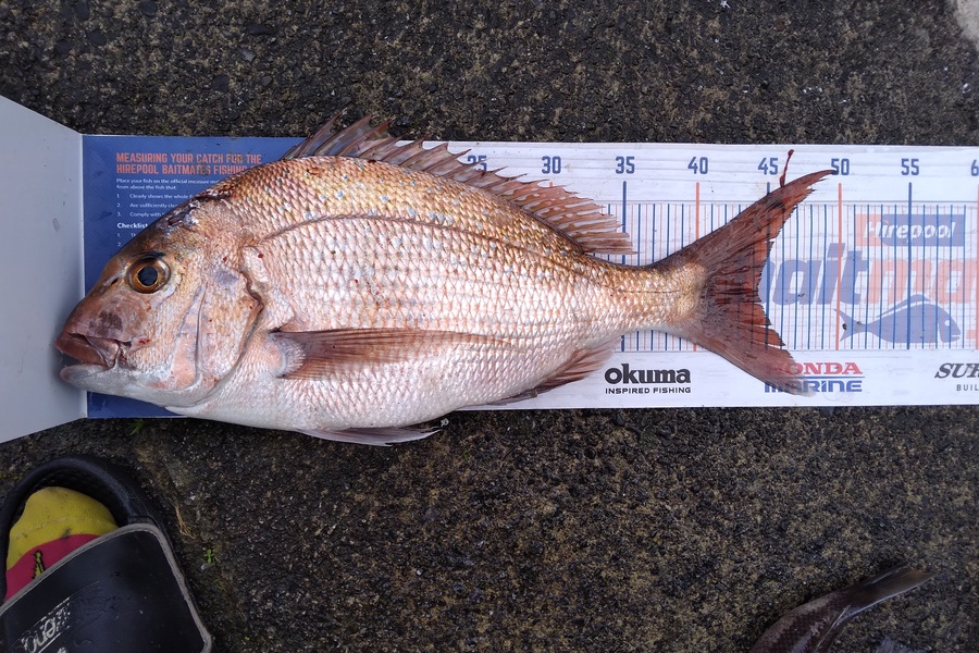 Daniel Blake Dean caught this 44.0cm Snapper at Kapiti during The Hirepool Baitmates Fishing Comp