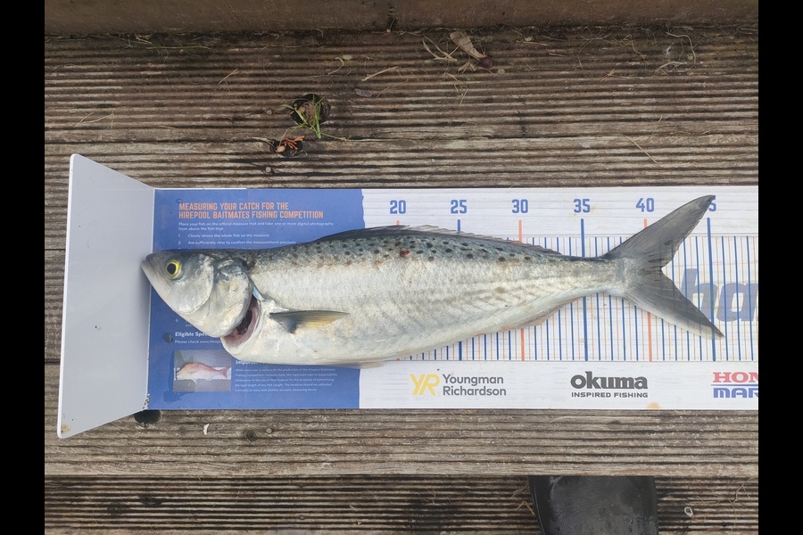 Nathan Lynn Watts caught this 40.5cm Kahawai at Wellington during The Hirepool Baitmates Fishing Comp