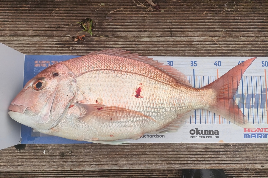Nathan Lynn Watts caught this 43.0cm Snapper at Wellington during The Hirepool Baitmates Fishing Comp