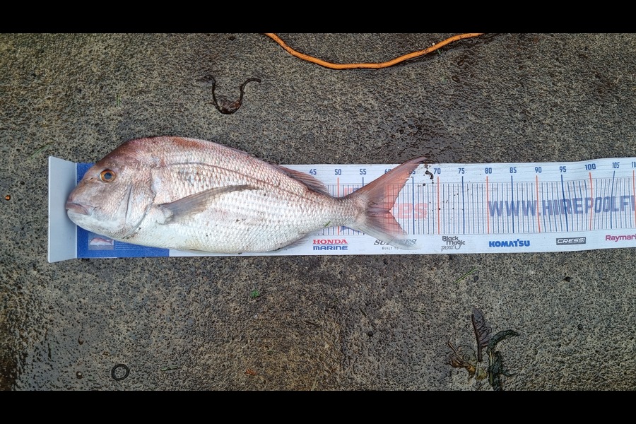 Steve Bryan caught this 60.0cm Snapper at New Plymouth during The Hirepool Baitmates Fishing Comp