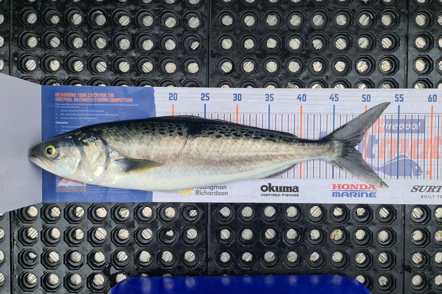 Scott Bassett caught this 48.0cm Kahawai at Foxton Beach during The Hirepool Baitmates Fishing Comp