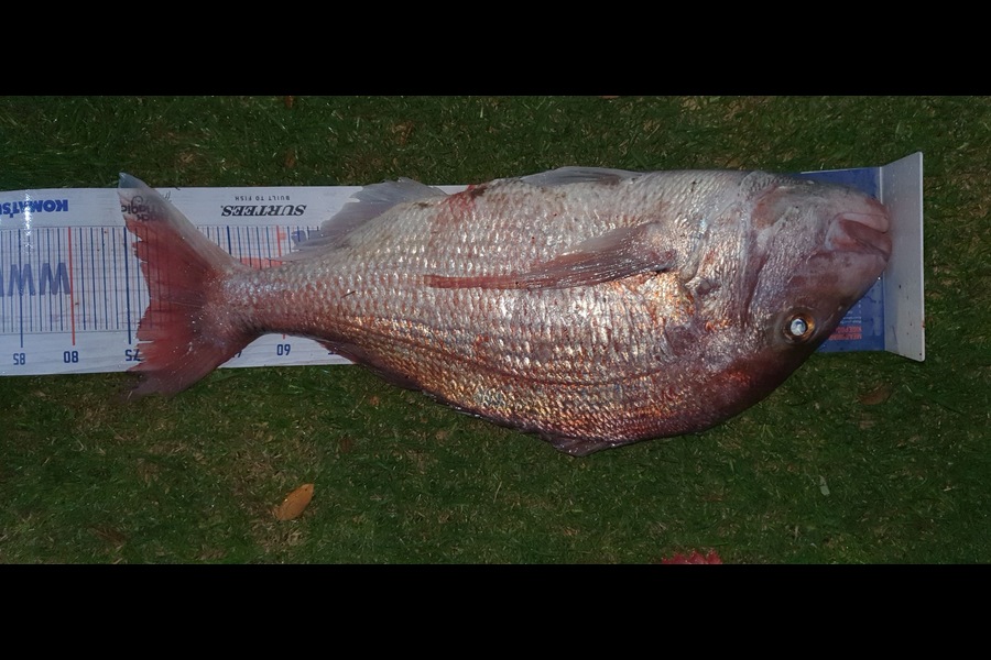 Edward Littlewood caught this 72.5cm Snapper at Whangaroa was  during The Hirepool Baitmates Fishing Comp