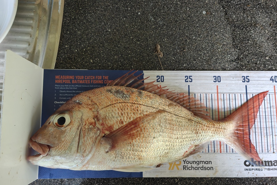 Suzanne Fitch caught this 35.0cm Snapper at Bay of Islands during The Hirepool Baitmates Fishing Comp