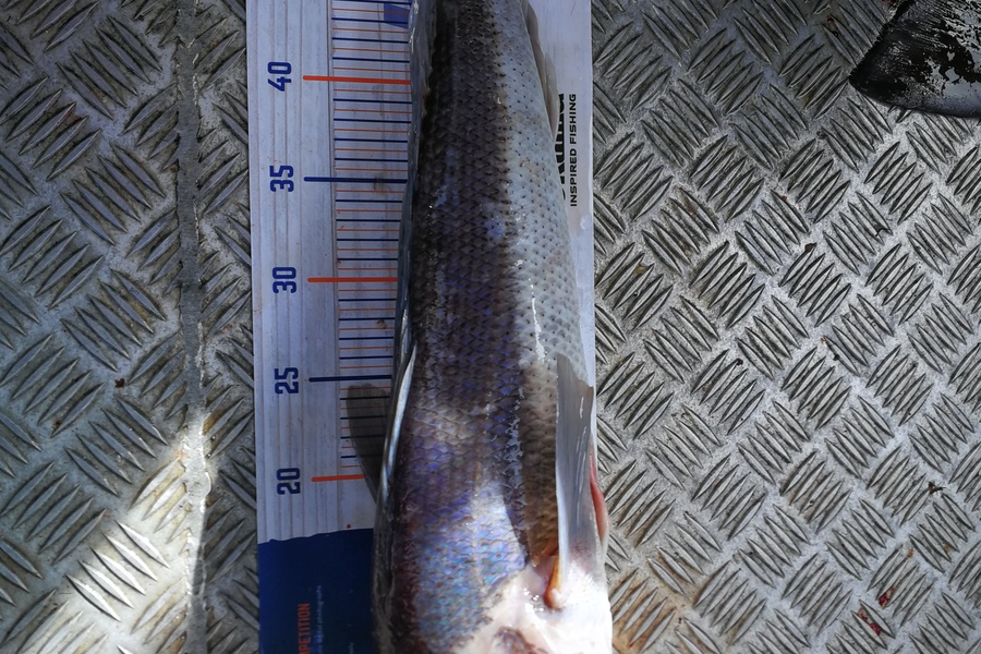 Corey Broughton caught this 53.5cm Blue Cod at Marlborough Sounds during The Hirepool Baitmates Fishing Comp