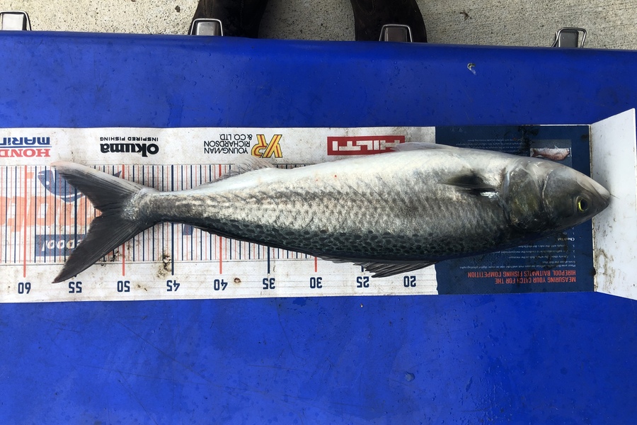 Dawson Boyd caught this 52.0cm Kahawai at New Plymouth  during The Hirepool Baitmates Fishing Comp