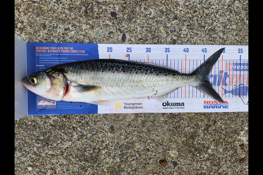Matt Prescott caught this 45.5cm Kahawai at Kapiti during The Hirepool Baitmates Fishing Comp
