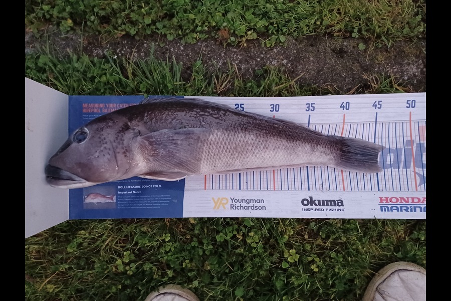 Tristram Hillock caught this 45.0cm Blue Cod at Tora during The Hirepool Baitmates Fishing Comp