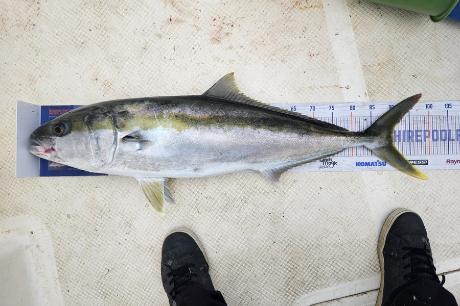 Jonathan  Murrow  caught this 91.0cm Kingfish at Whanganui  during The Hirepool Baitmates Fishing Comp