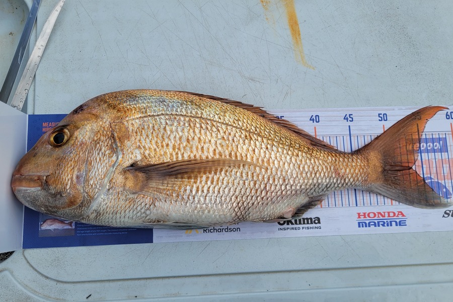 Scott Thacker caught this 53cm Snapper at Firth of Thames during The Hirepool Baitmates Fishing Comp