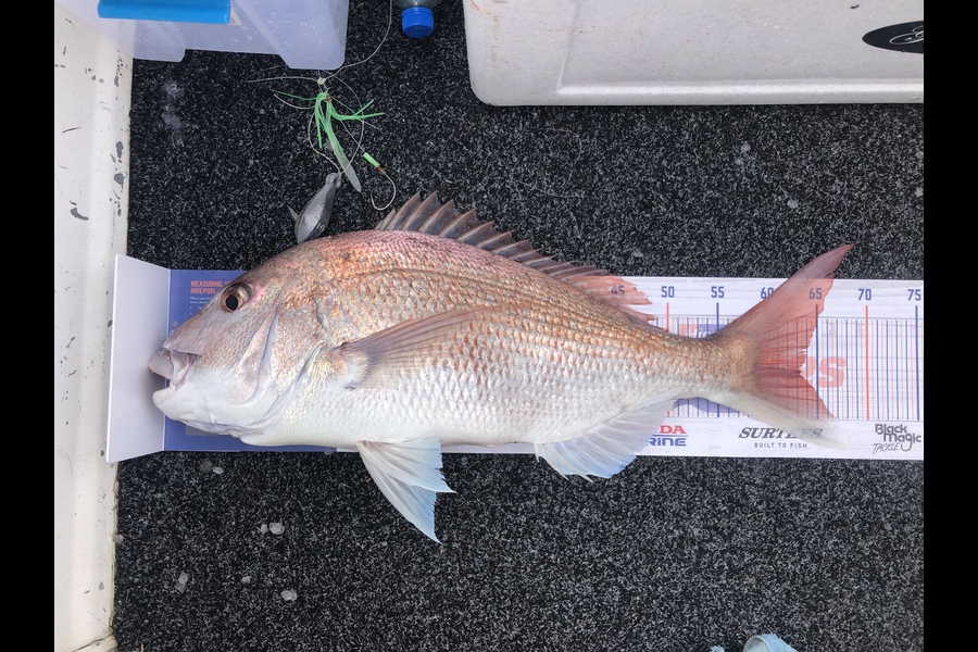 Rory Atkinson caught this 63.0cm Snapper at Raglan  during The Hirepool Baitmates Fishing Comp