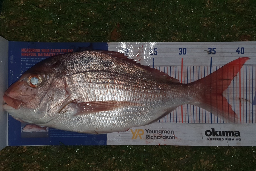 Matt Johns caught this 37.0cm Snapper at Whangaroa during The Hirepool Baitmates Fishing Comp