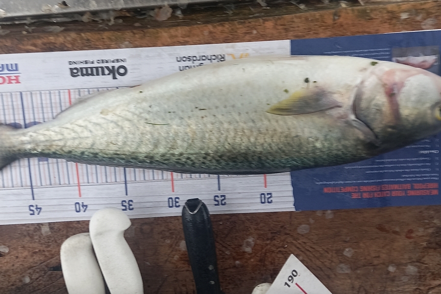 Peter Reynolds caught this 51.5cm Kahawai at Breambay during The Hirepool Baitmates Fishing Comp