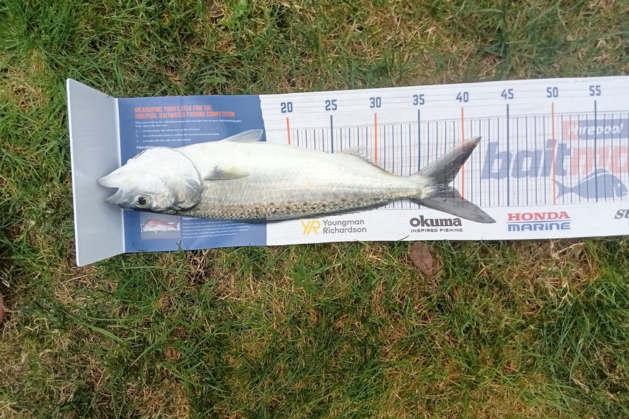 Benjamin Moore caught this 38.0cm Kahawai at Whangamata during The Hirepool Baitmates Fishing Comp