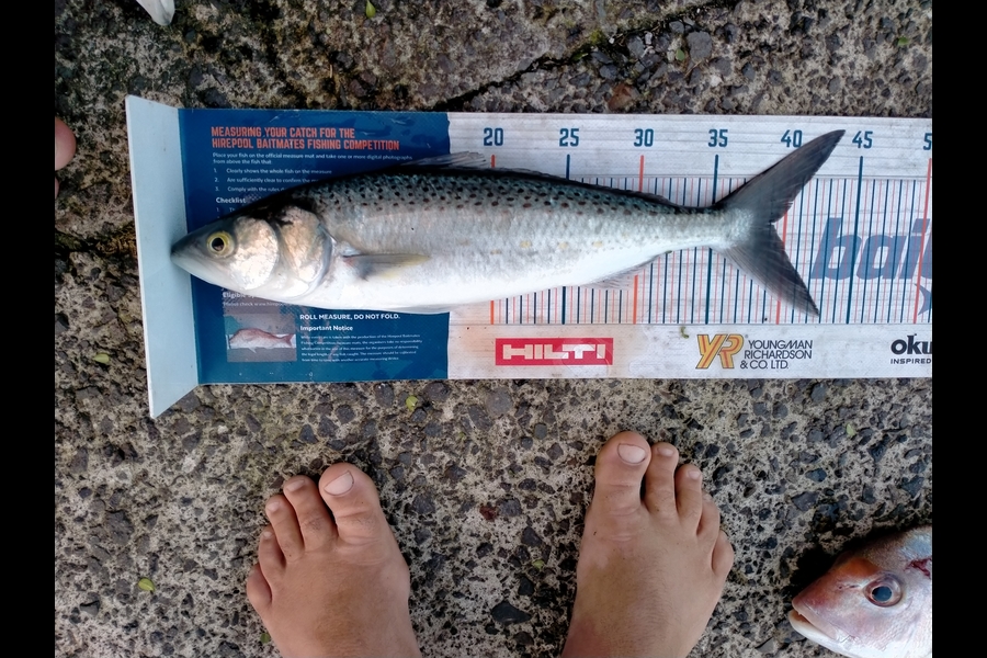 Andrew Cornelder caught this 39.0cm Kahawai at Tauranga  during The Hirepool Baitmates Fishing Comp