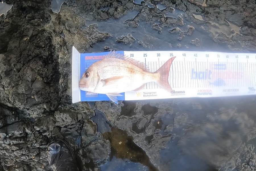 Paul White caught this 33.0cm Snapper at east coast nz during The Hirepool Baitmates Fishing Comp