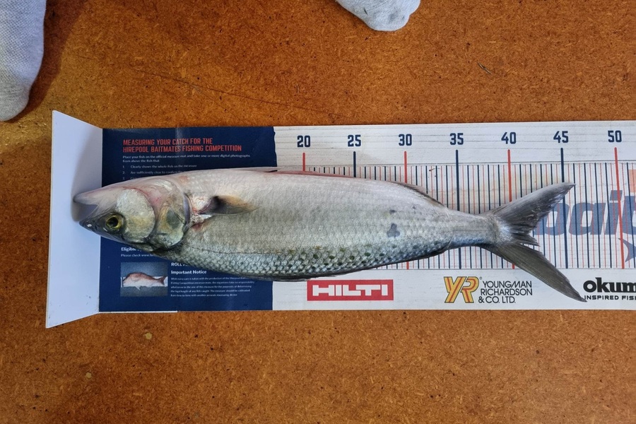 Bronwyn Langham caught this 41.5cm Kahawai at Port Tarakohe  during The Hirepool Baitmates Fishing Comp