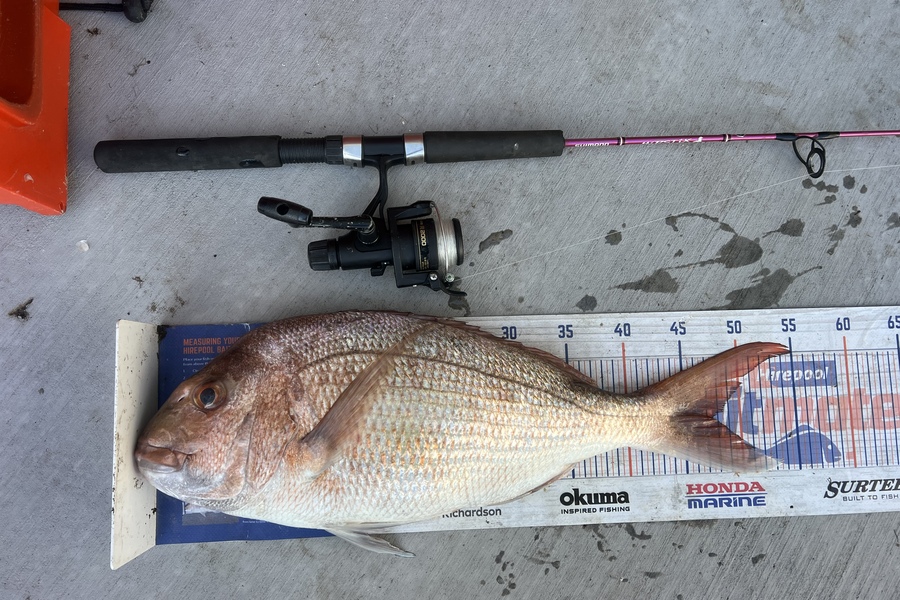 Geoffrey Collins caught this 47.5cm Snapper at Coromandel  during The Hirepool Baitmates Fishing Comp