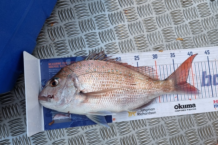 Joshua Gordon caught this 38.0cm Snapper at Okiwi Bay Tasman during The Hirepool Baitmates Fishing Comp