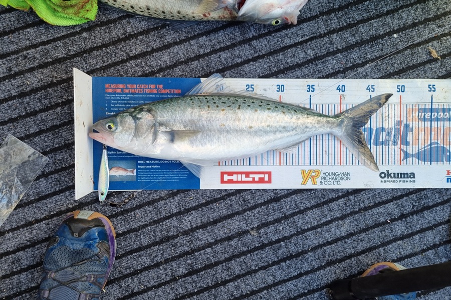 Stacey Gillespie caught this 43cm Kahawai at Golden Bay during The Hirepool Baitmates Fishing Comp